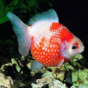 电话压测试